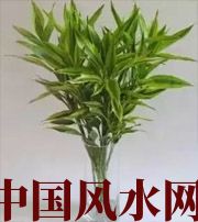 抚州十二生肖养什么植物最旺财运？你知道吗！